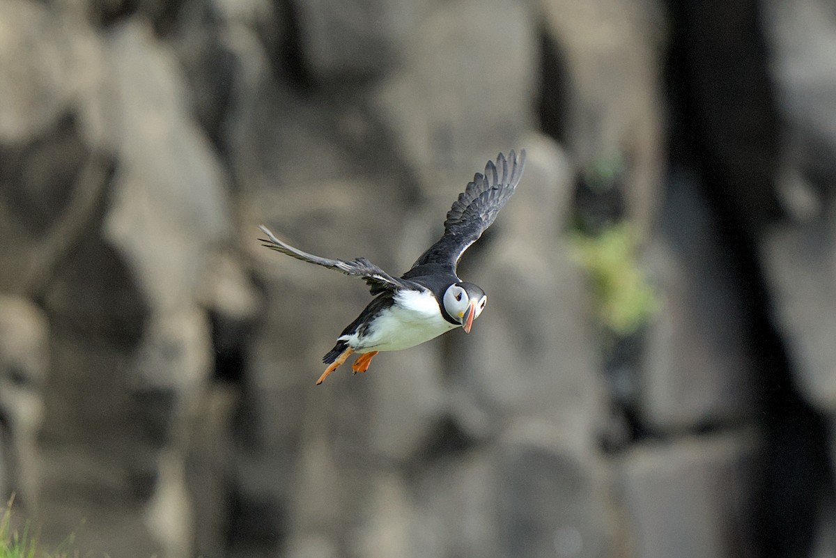 Atlantic Puffin - ML638284484