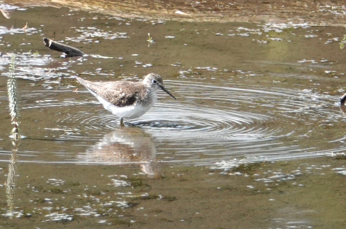Solitary Sandpiper - ML638284491
