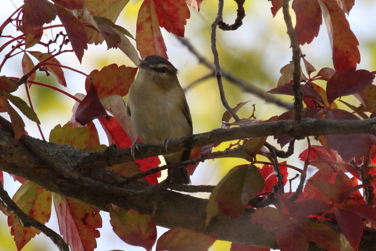 Red-eyed Vireo - ML638284492