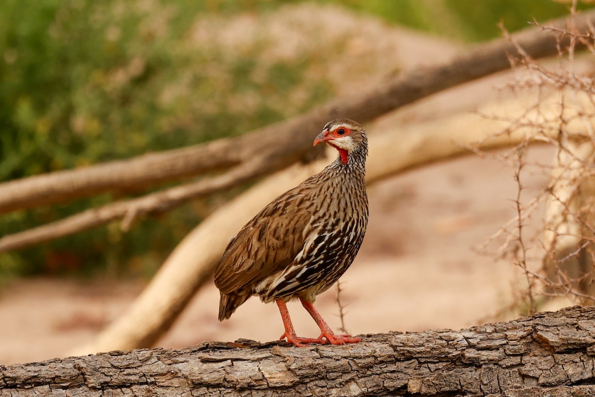 Red-necked Spurfowl - ML638284497