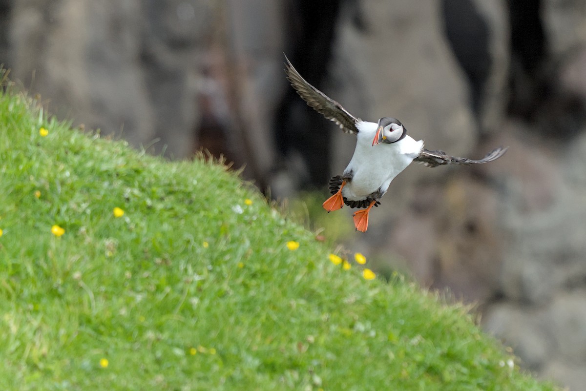 Atlantic Puffin - ML638284502