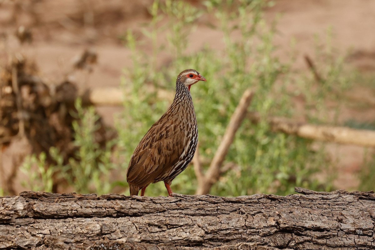 Red-necked Spurfowl - ML638284504