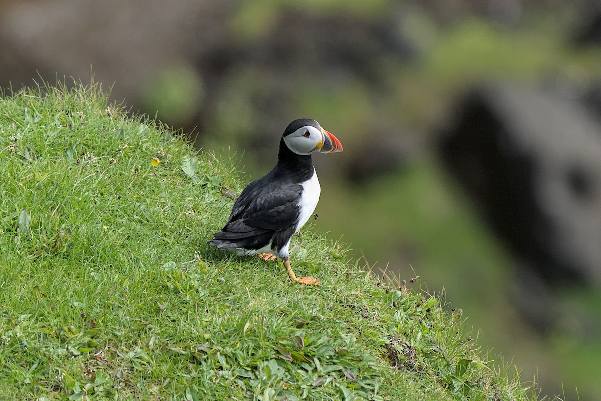 Atlantic Puffin - ML638284506