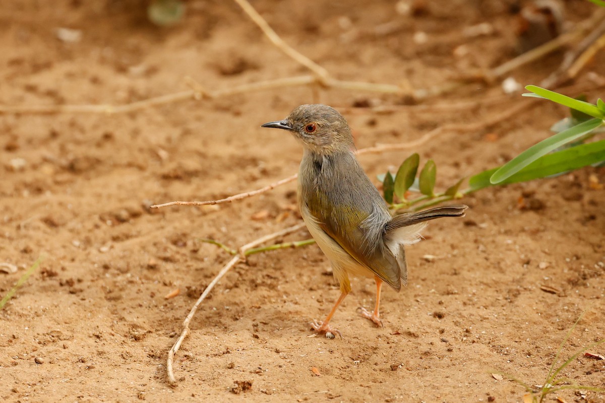 Green-backed Camaroptera (Gray-backed) - ML638284510