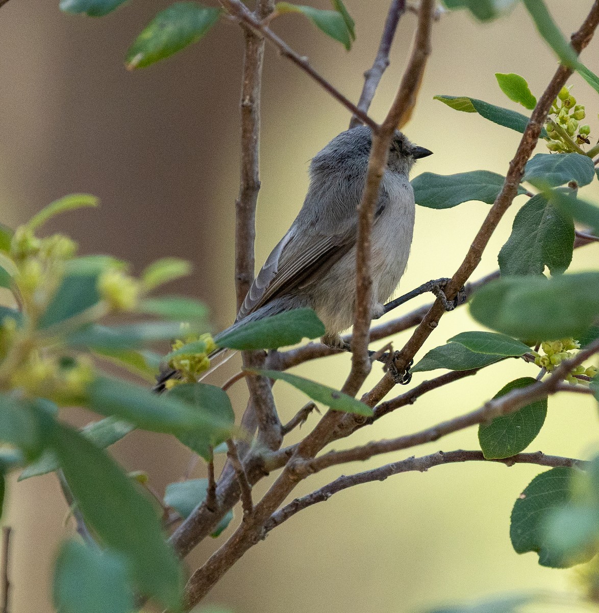 Bushtit - ML638284532