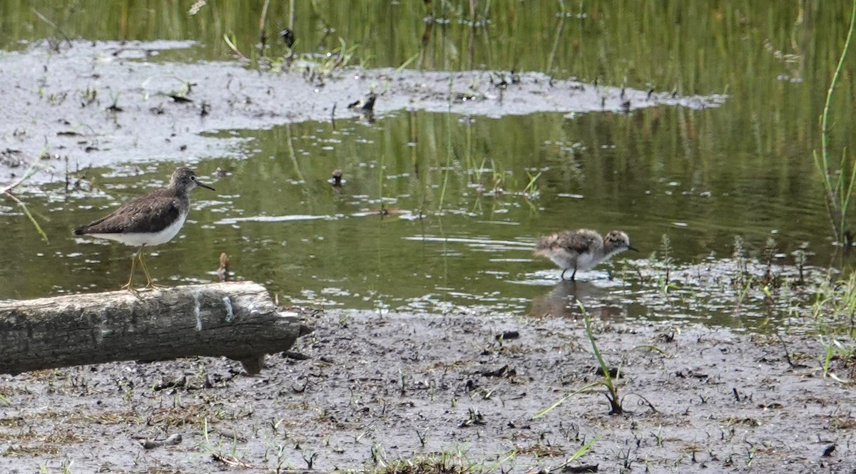 Solitary Sandpiper - ML638284539