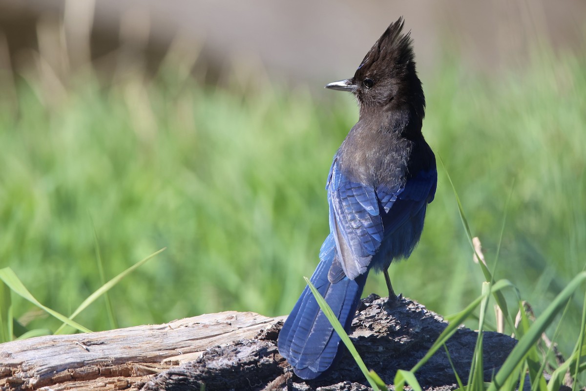 Steller's Jay - ML638284540