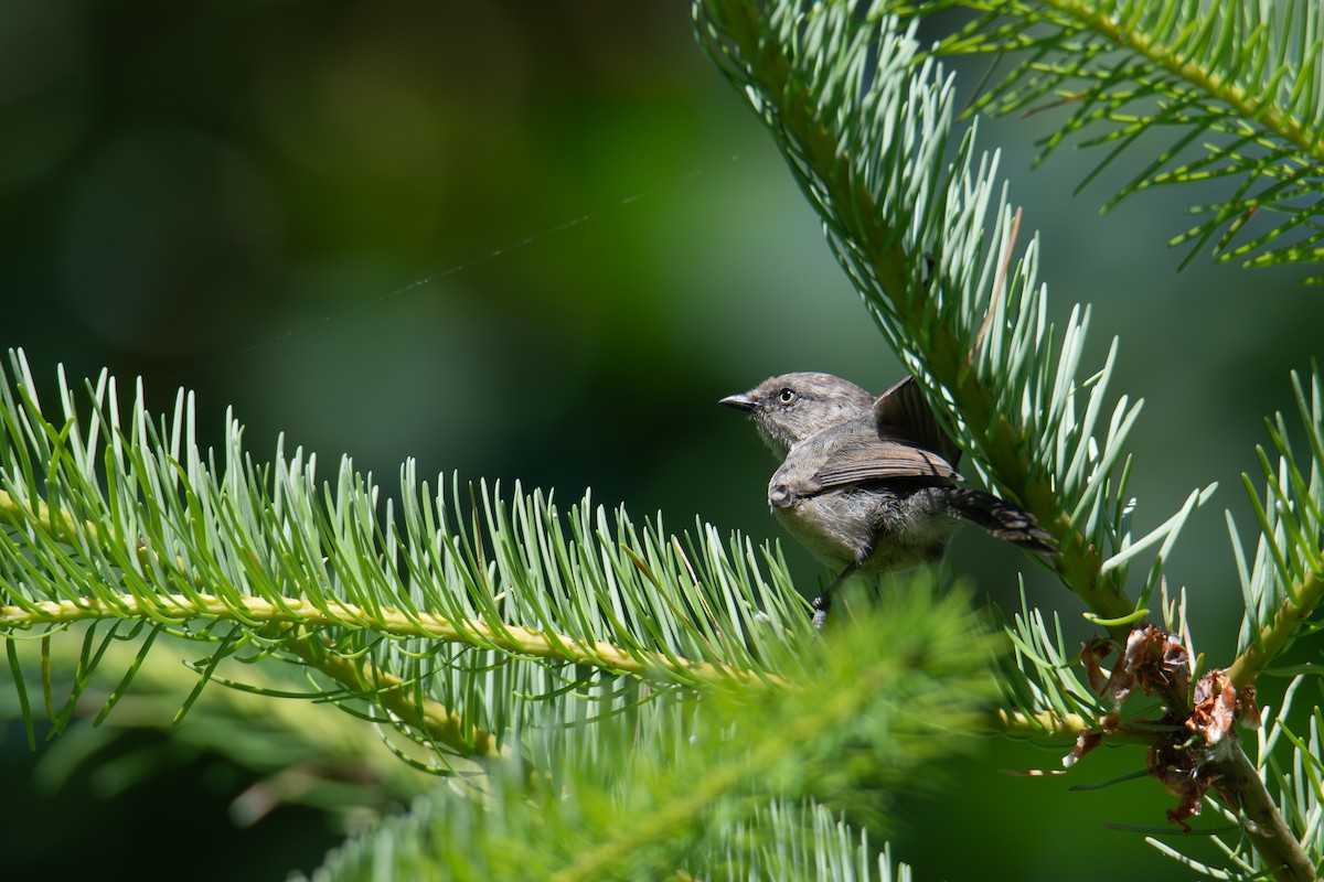 Bushtit - ML638284542