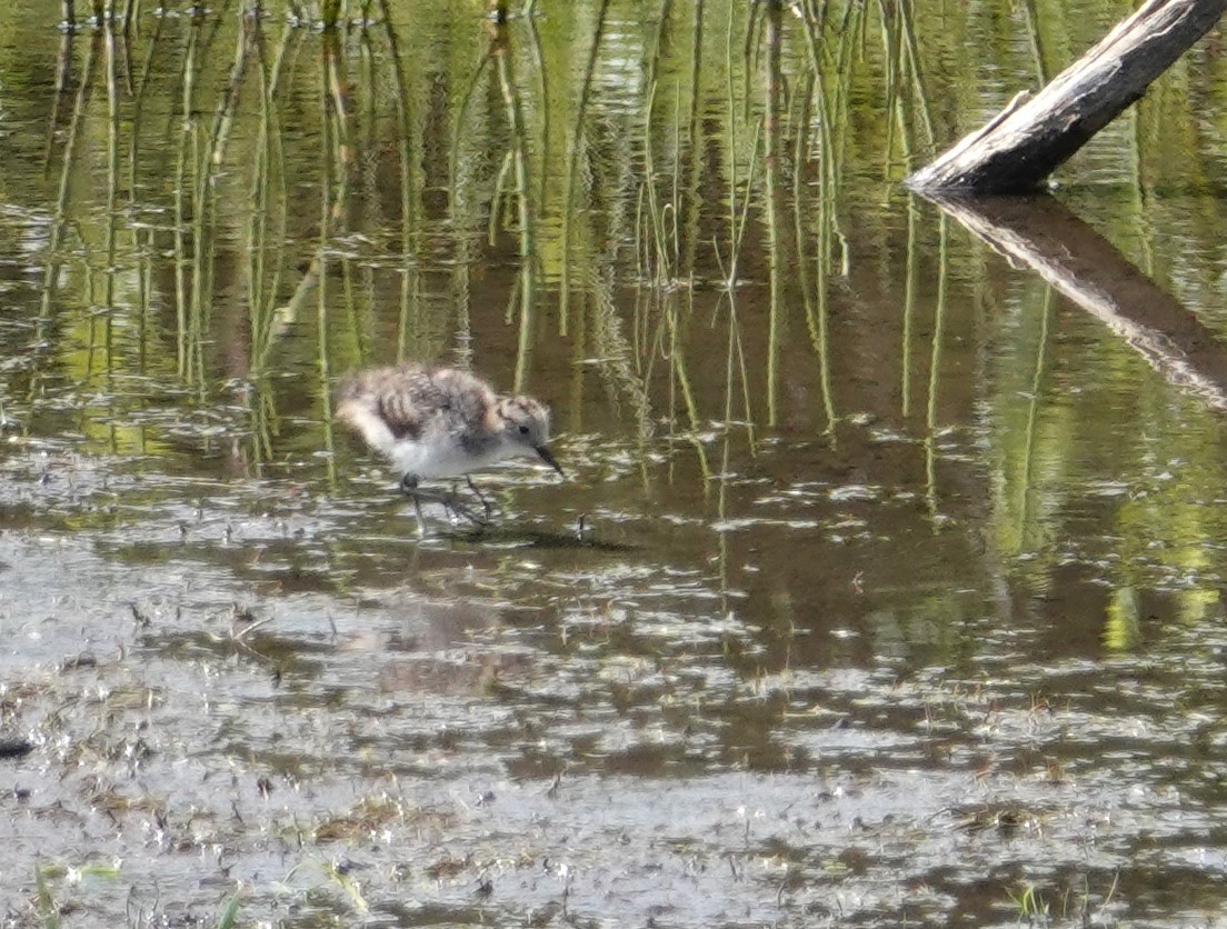Solitary Sandpiper - ML638284556