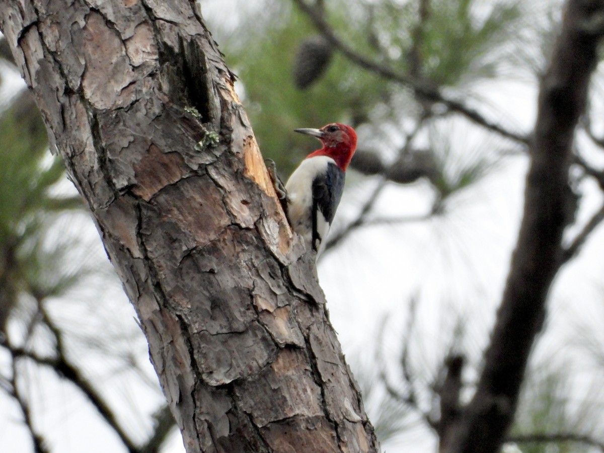 Red-headed Woodpecker - ML638284559