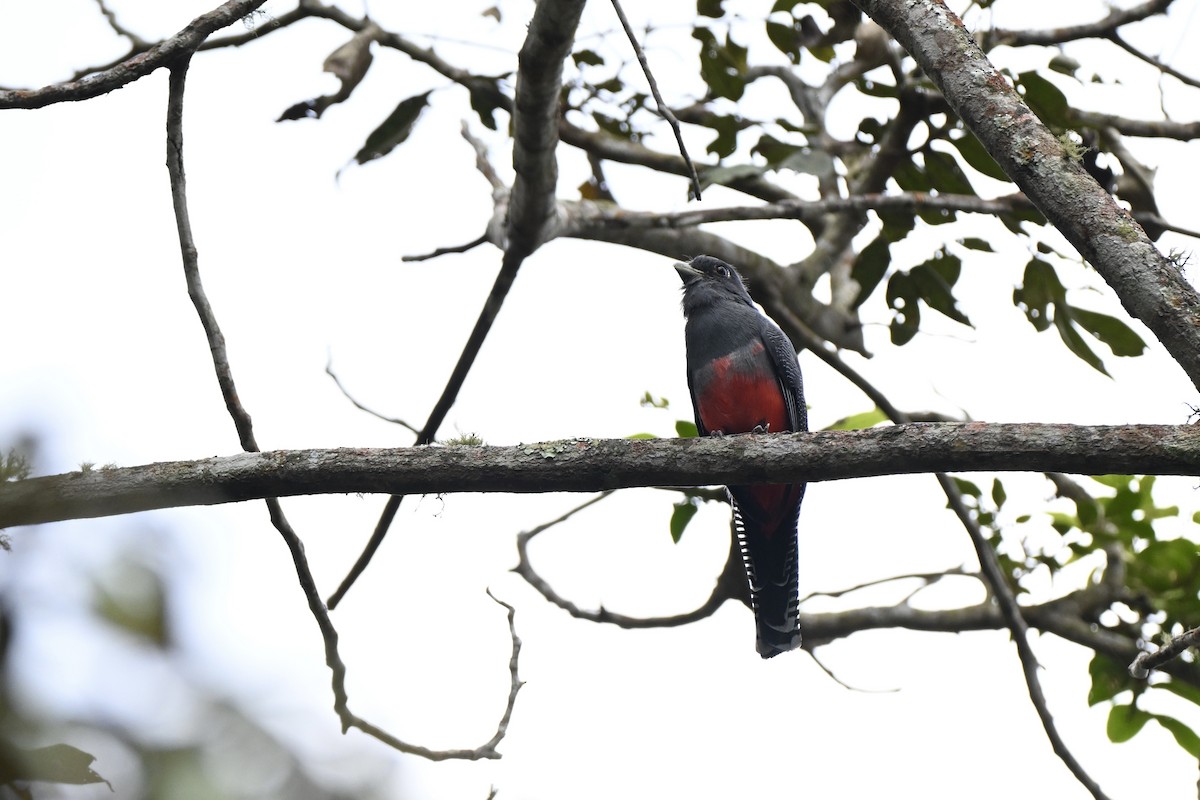 Blue-crowned Trogon - ML638284564
