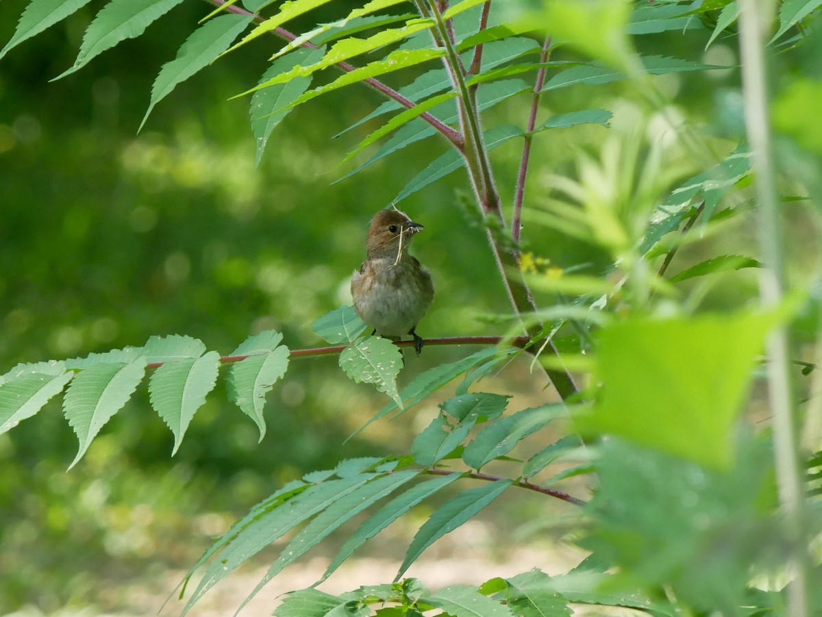 Indigo Bunting - ML638284567
