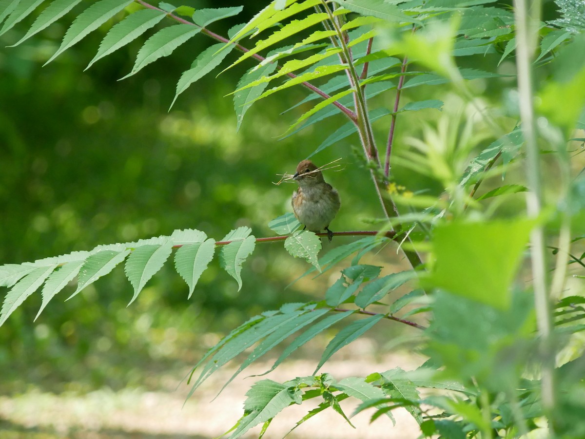 Indigo Bunting - ML638284568