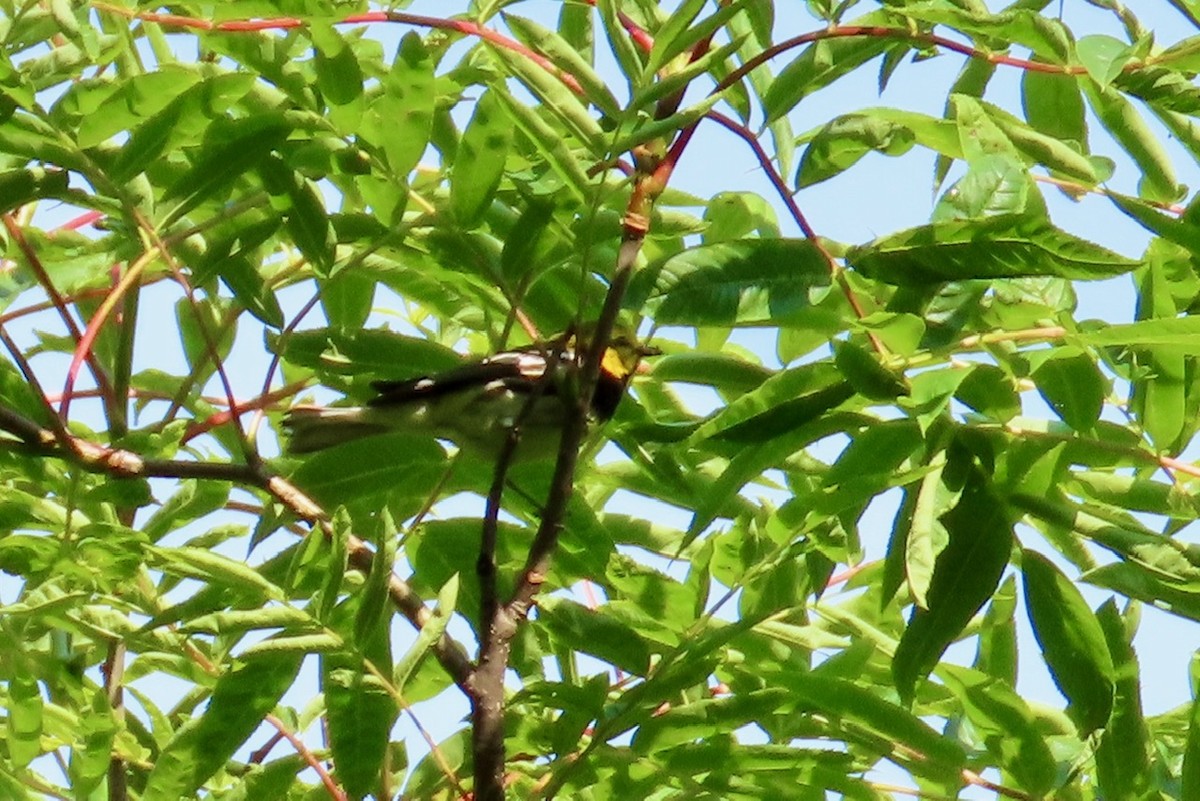 Black-throated Green Warbler - ML638284577