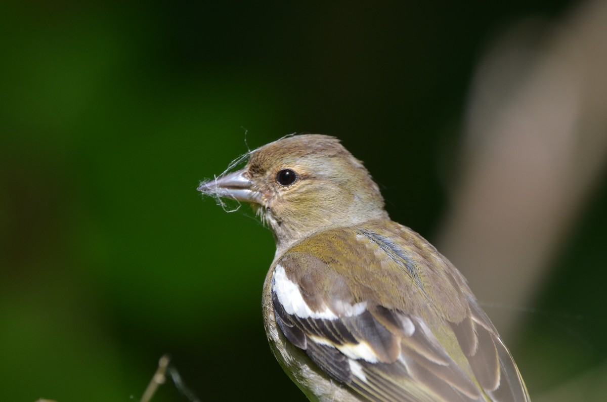 Common Chaffinch - ML638284584