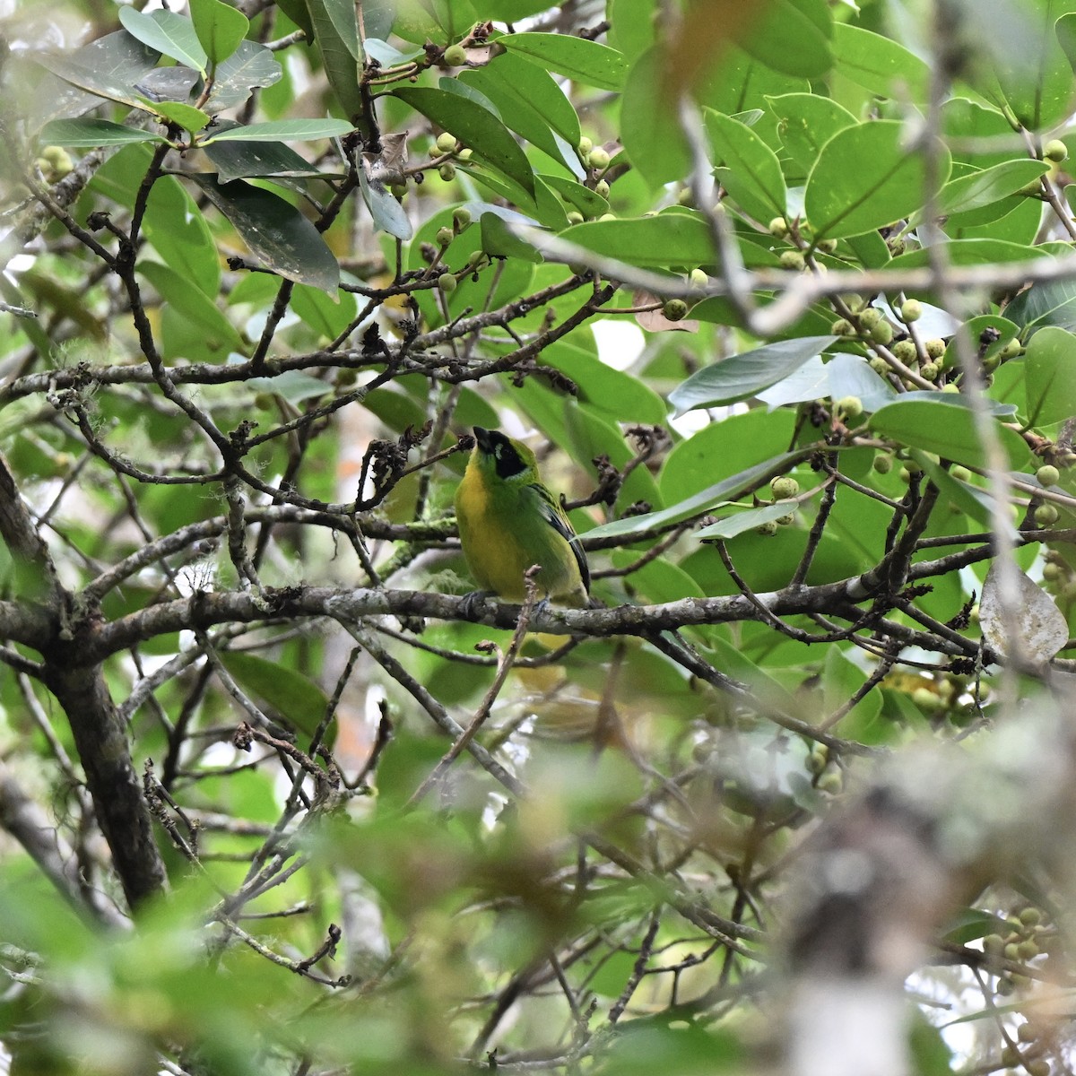 Green-and-gold Tanager - ML638284596
