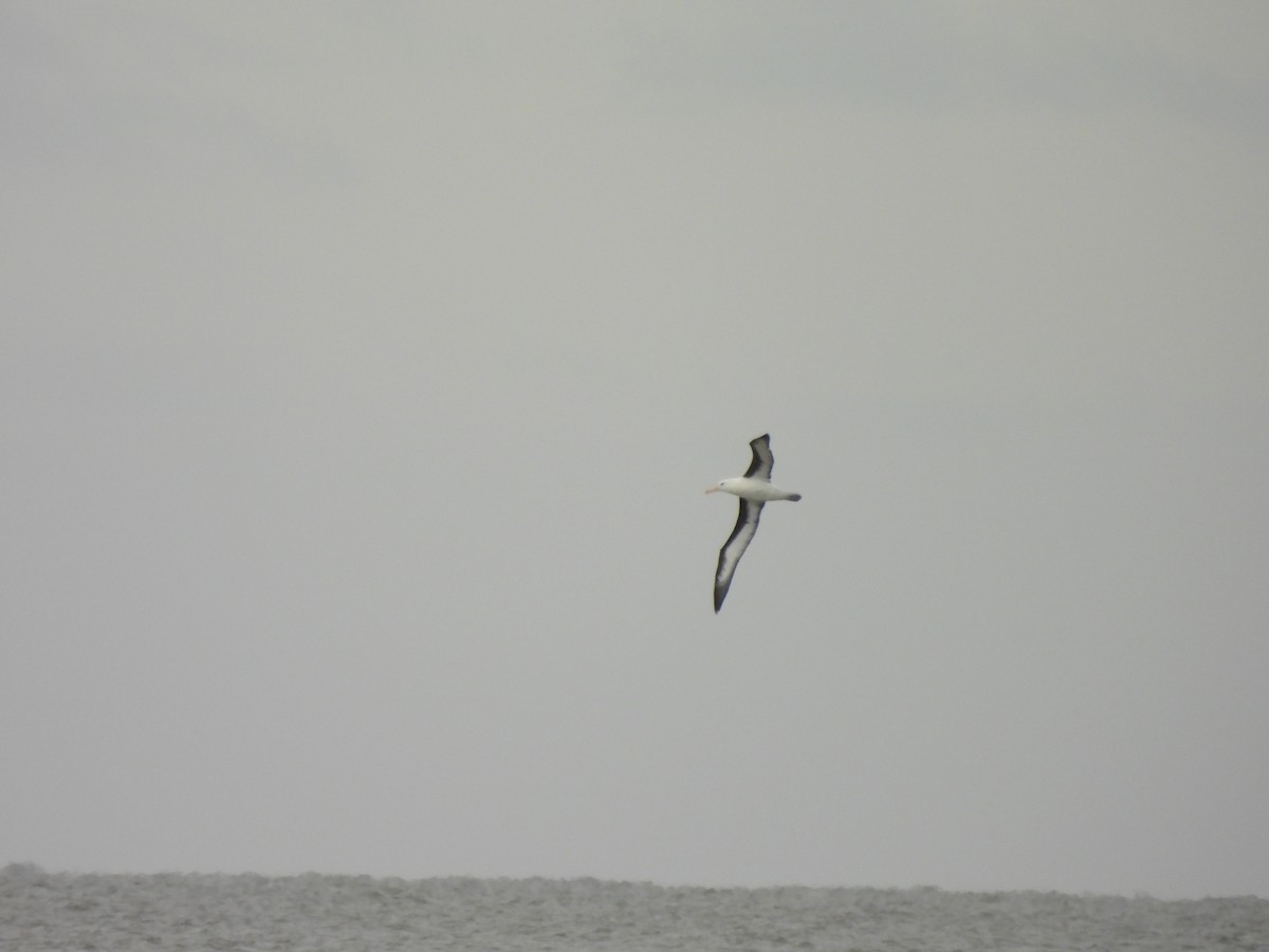 Black-browed Albatross - ML638284597