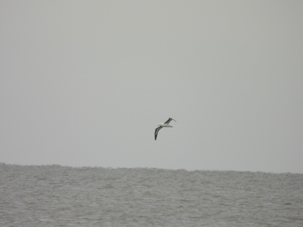 Black-browed Albatross - ML638284598