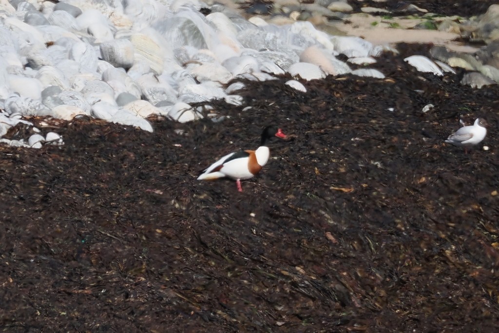 Common Shelduck - ML638284601