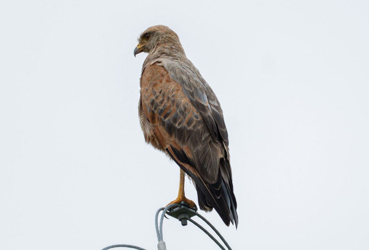Savanna Hawk - ML638284606