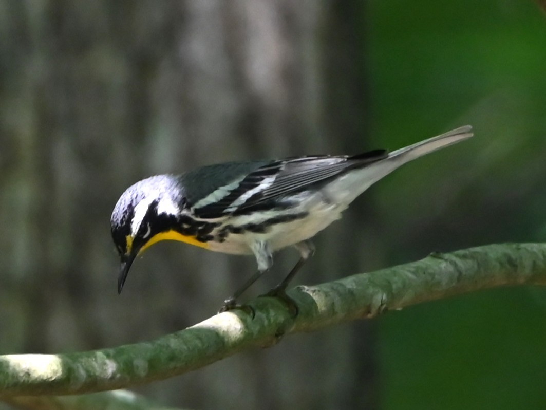 Yellow-throated Warbler - ML638284610