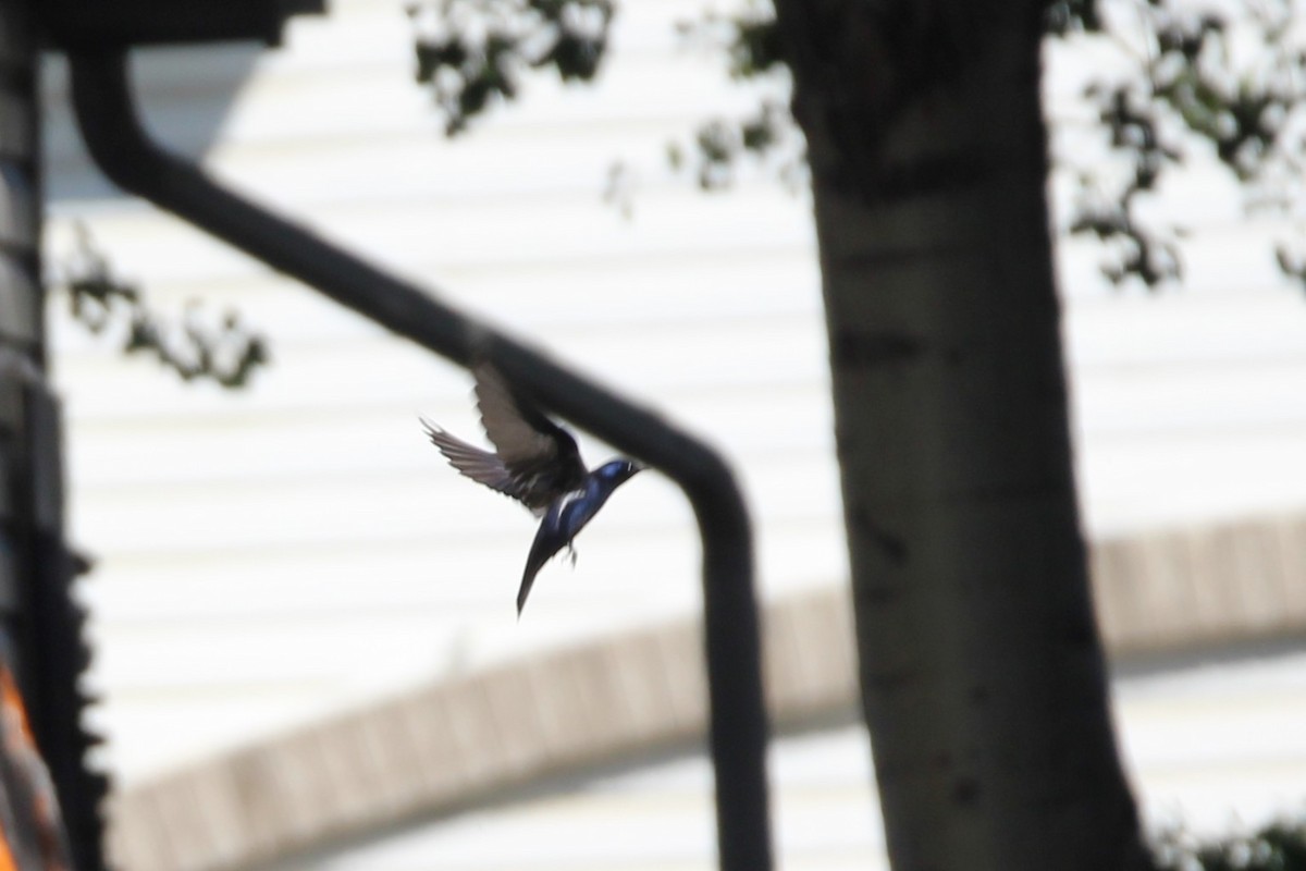 Purple Martin - ML638284615