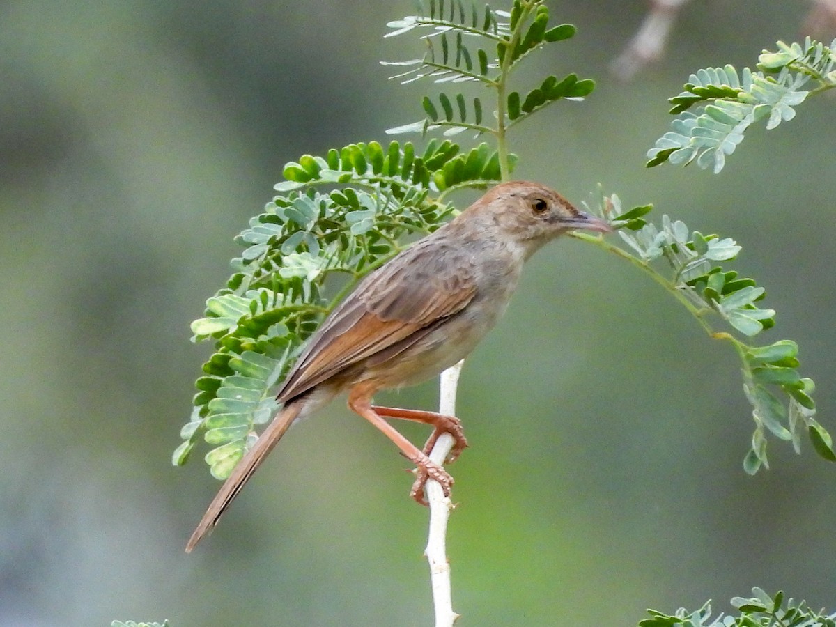 Rattling Cisticola - ML638284620