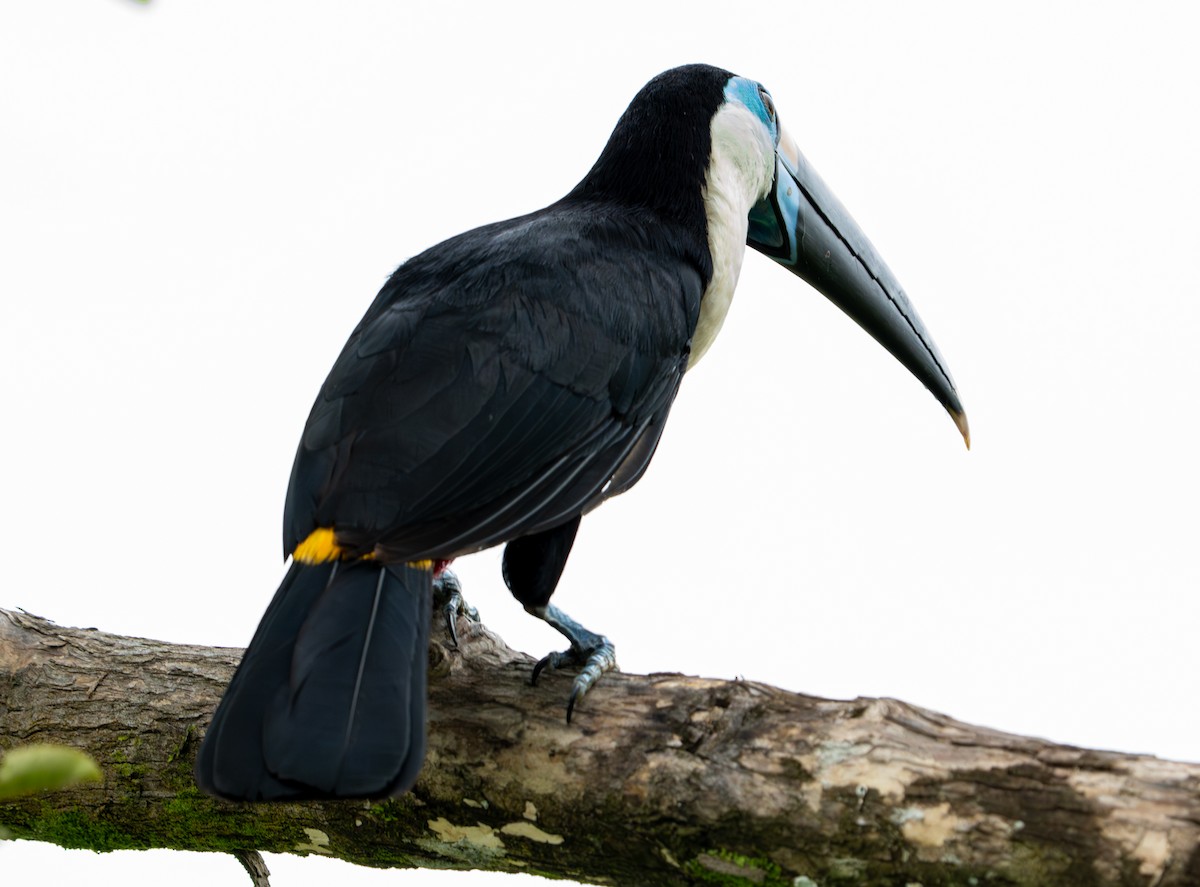 White-throated Toucan - ML638284622