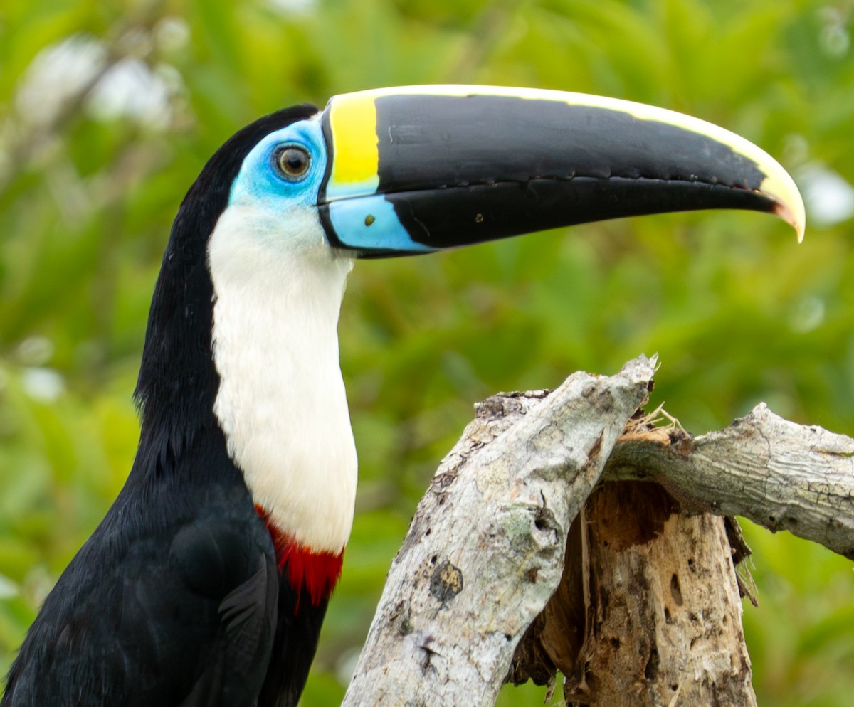 White-throated Toucan - ML638284623
