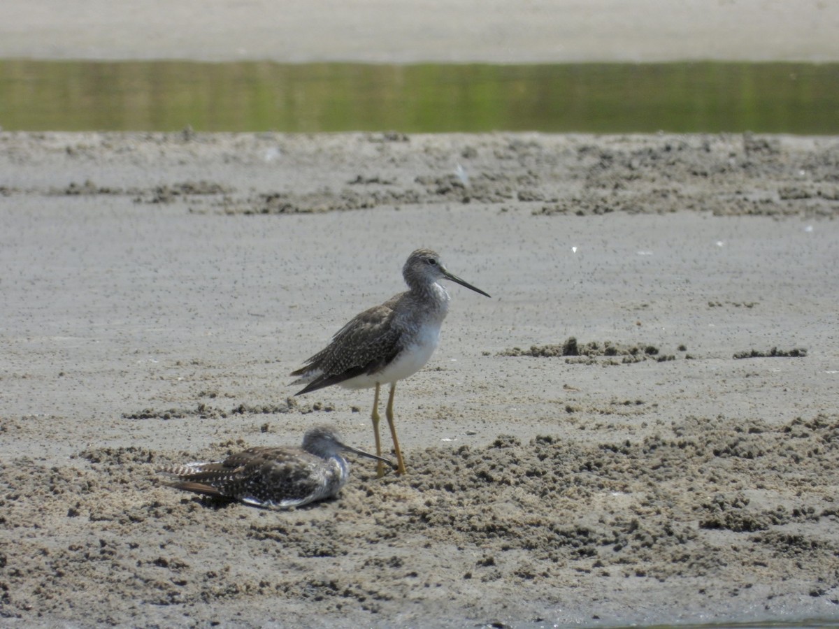 Greater Yellowlegs - ML638284624