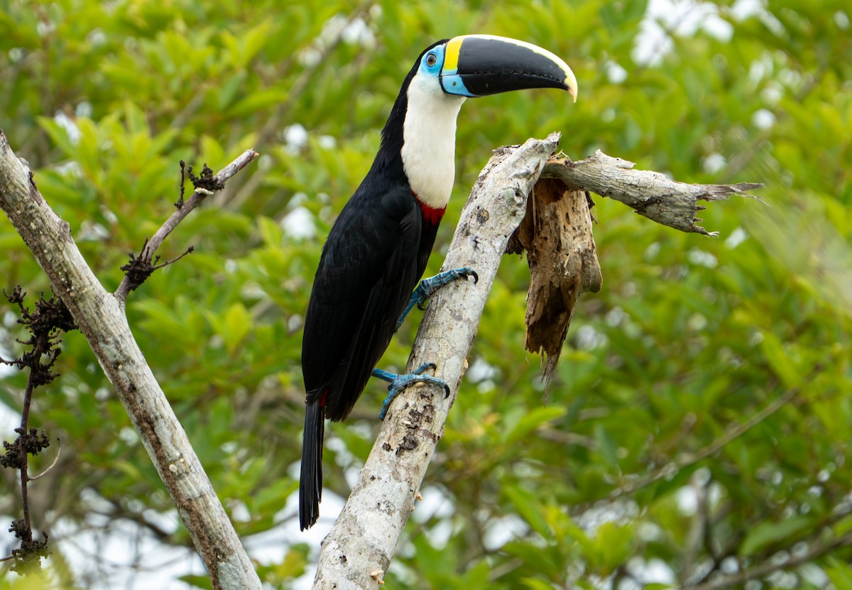 White-throated Toucan - ML638284625