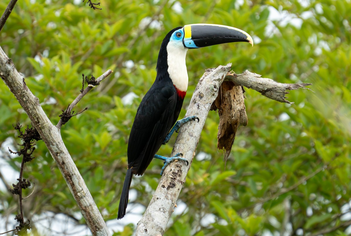 White-throated Toucan - ML638284626