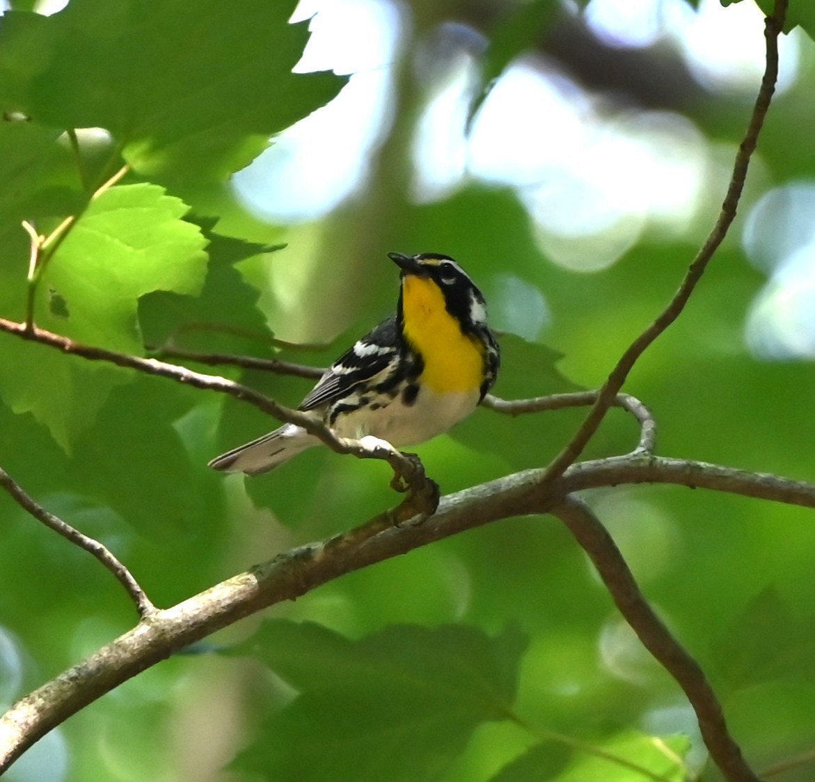 Yellow-throated Warbler - ML638284627