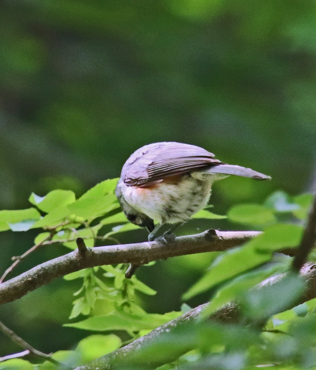 Tufted Titmouse - ML638284632