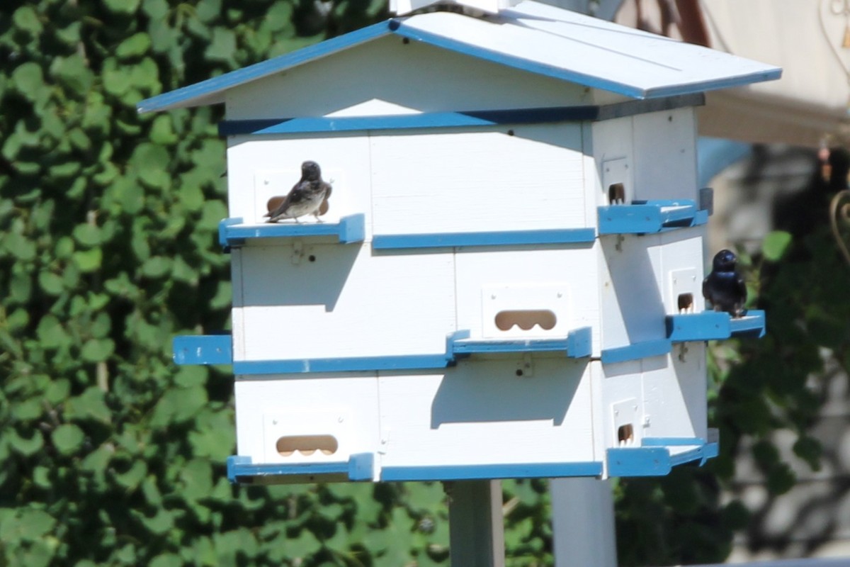 Purple Martin - ML638284636