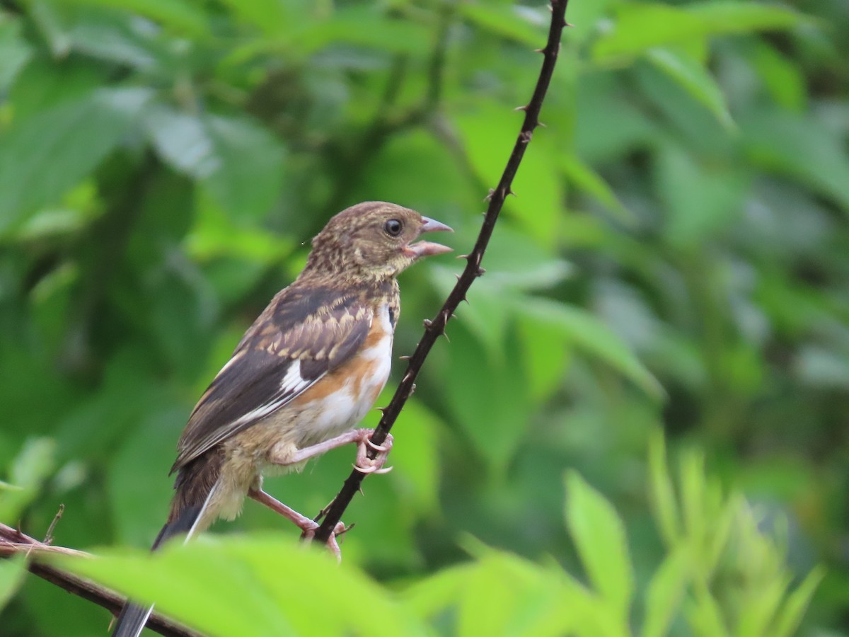 Eastern Towhee - ML638284637