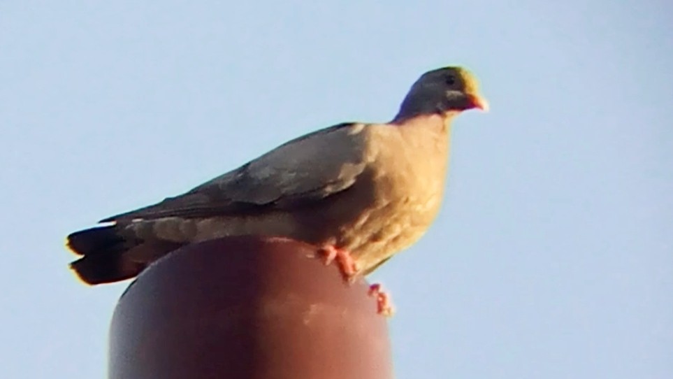 יונת עצים - ML638284645
