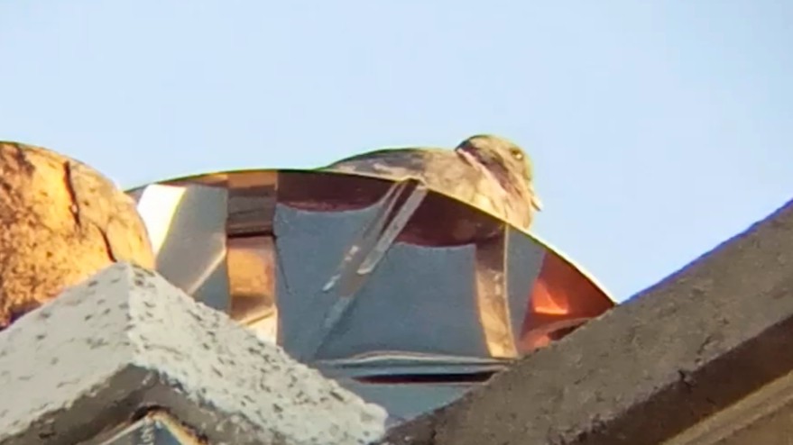 יונת עצים - ML638284647
