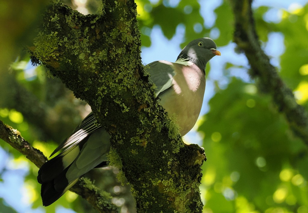 Common Wood-Pigeon - ML638284649