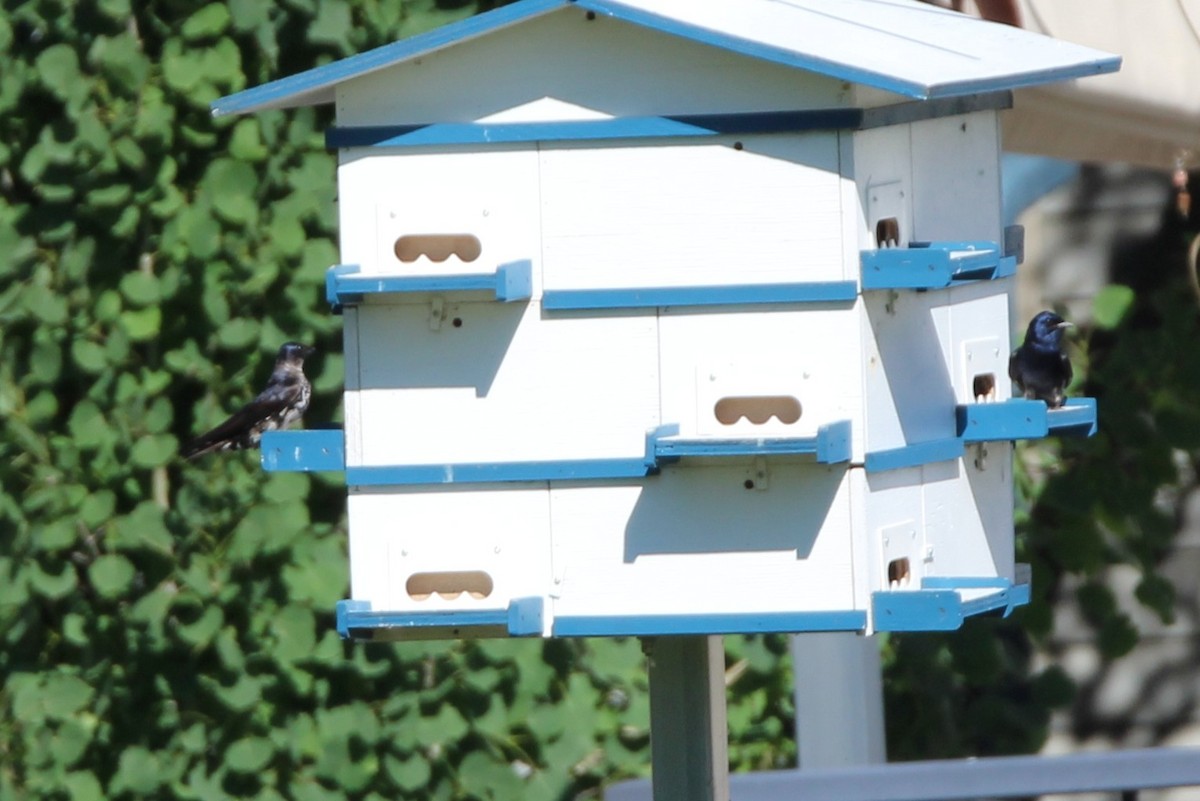 Purple Martin - ML638284653