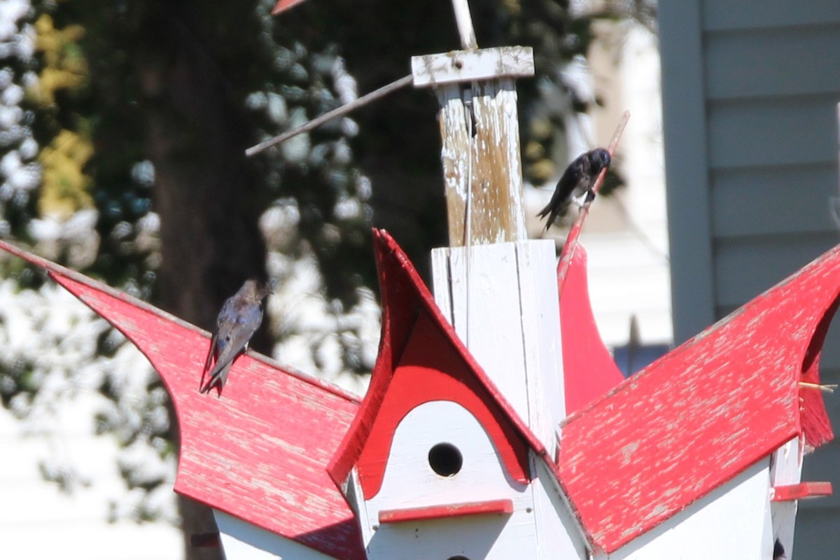 Purple Martin - ML638284658