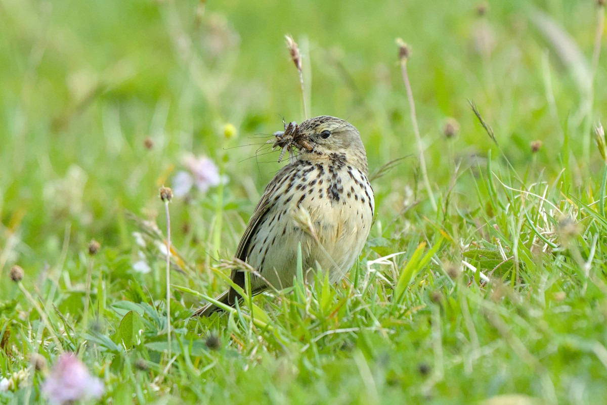 Meadow Pipit - ML638284663