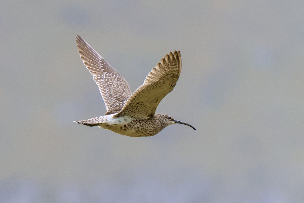 Whimbrel - ML638284669