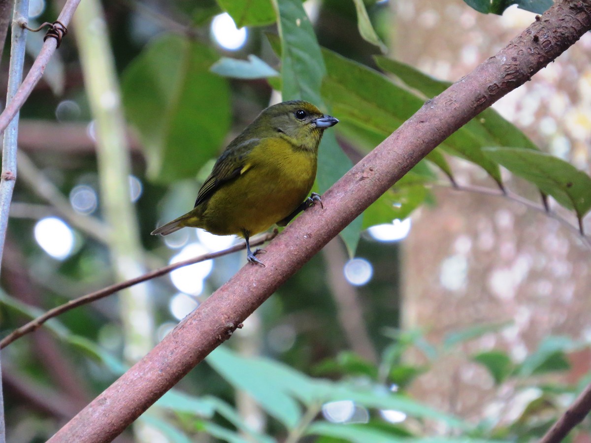 Violaceous Euphonia - ML638284679