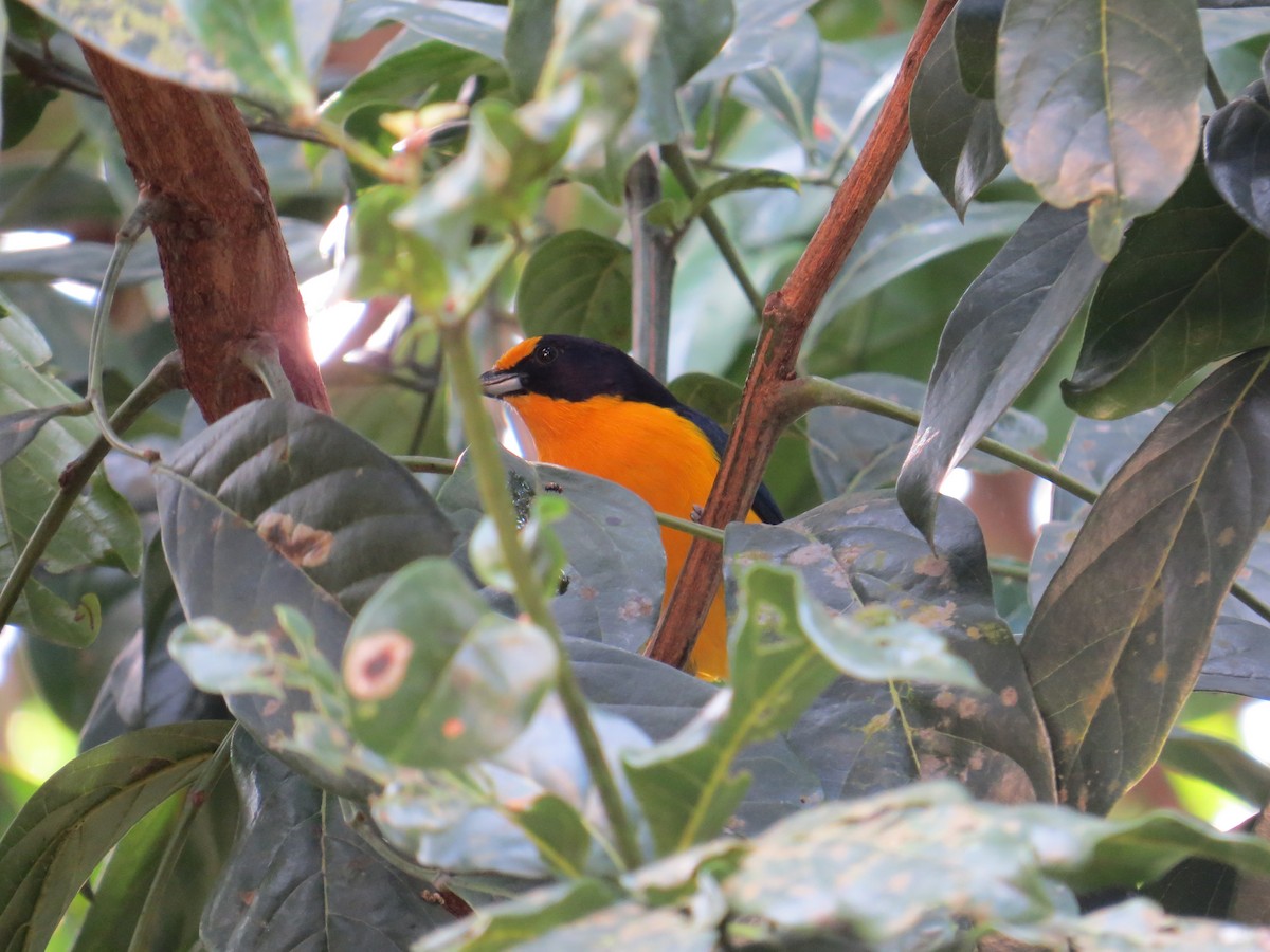 Violaceous Euphonia - ML638284680