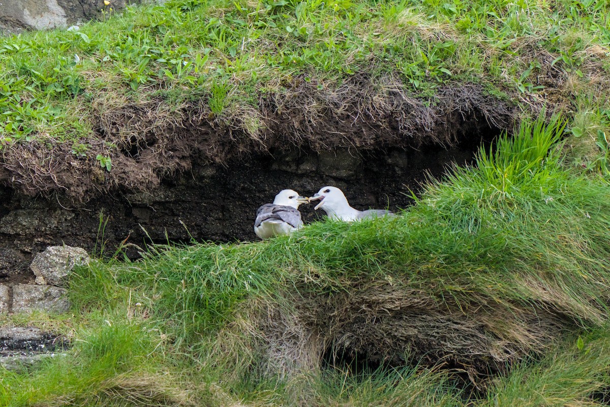 Northern Fulmar - ML638284686
