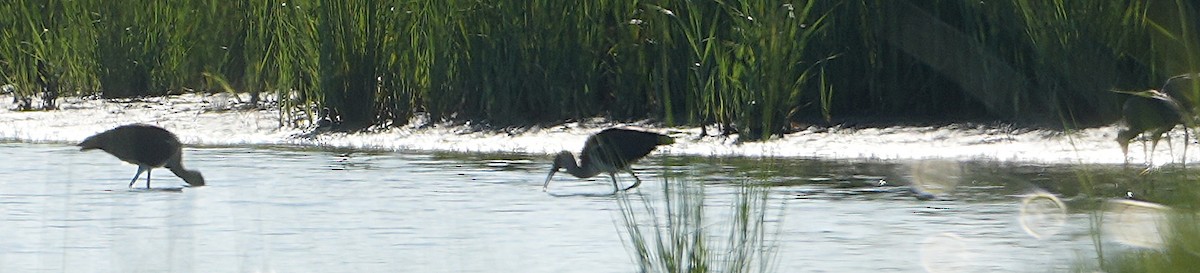 ibis bílý - ML638284697