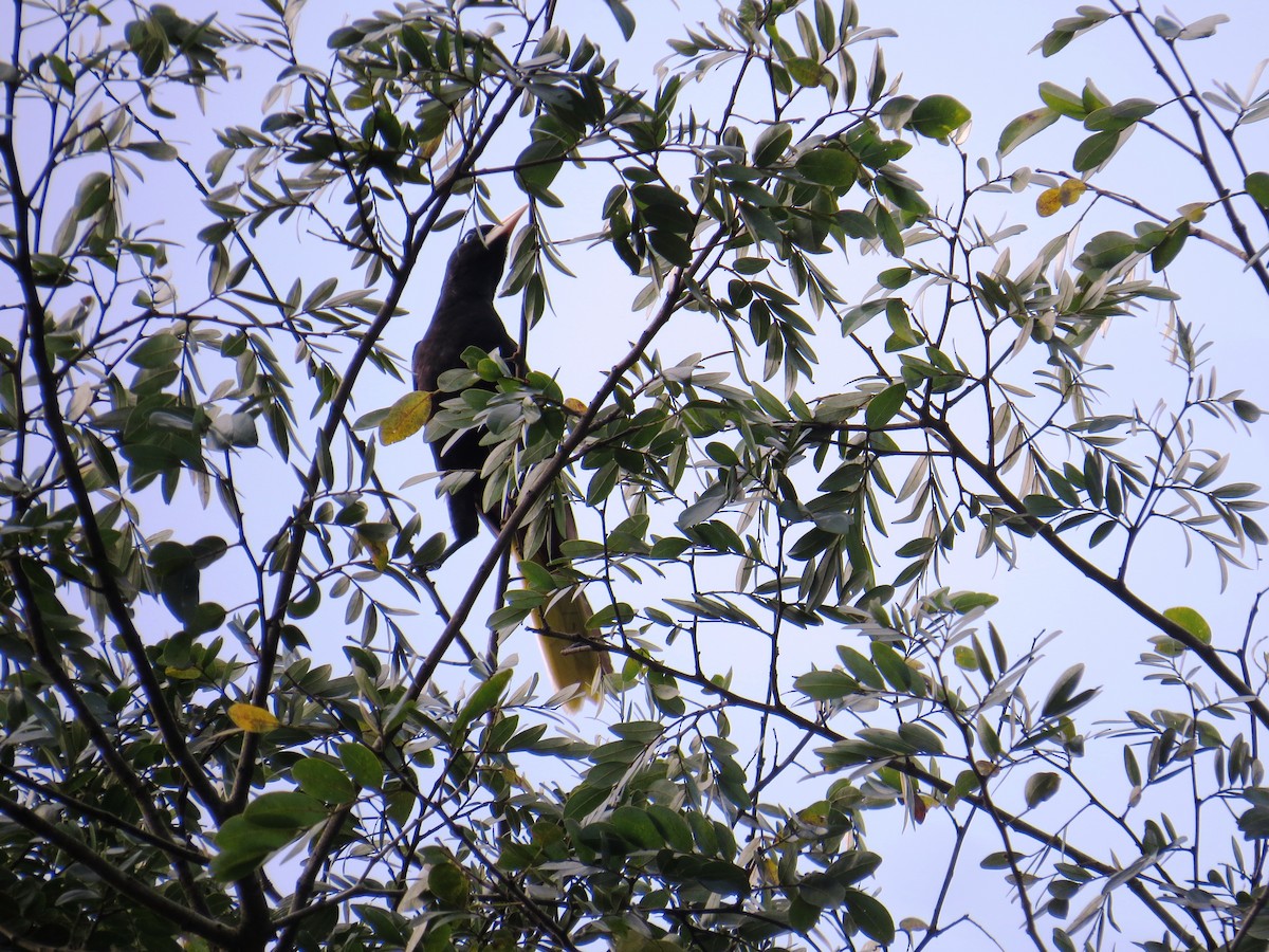 Crested Oropendola - ML638284704