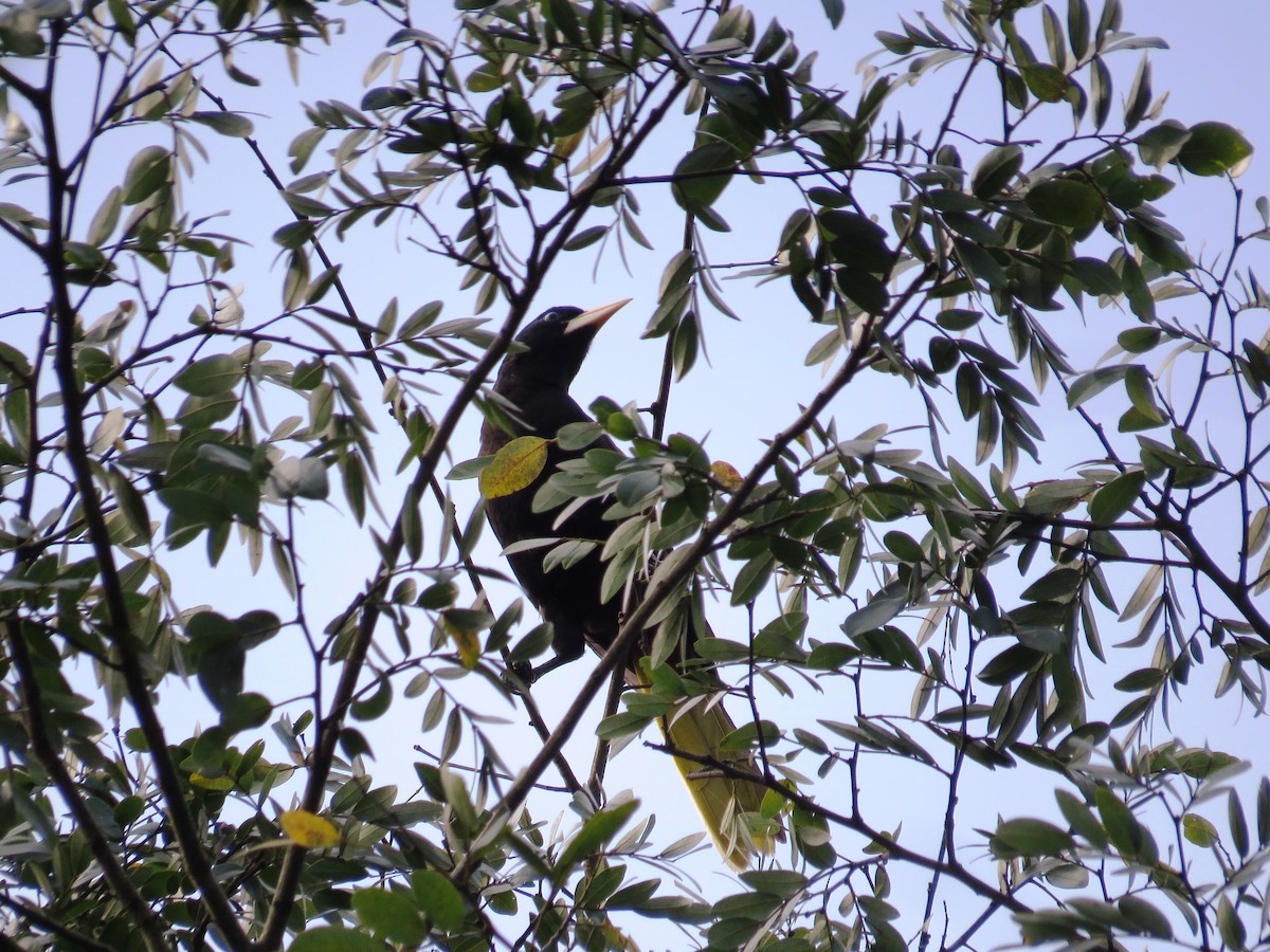 Crested Oropendola - ML638284706