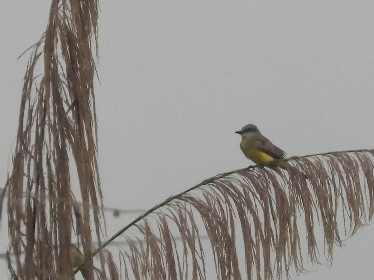 Tropical Kingbird - ML638284714